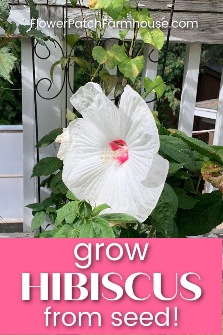 Grow Hibiscus from Seed! - Flower Patch Farmhouse