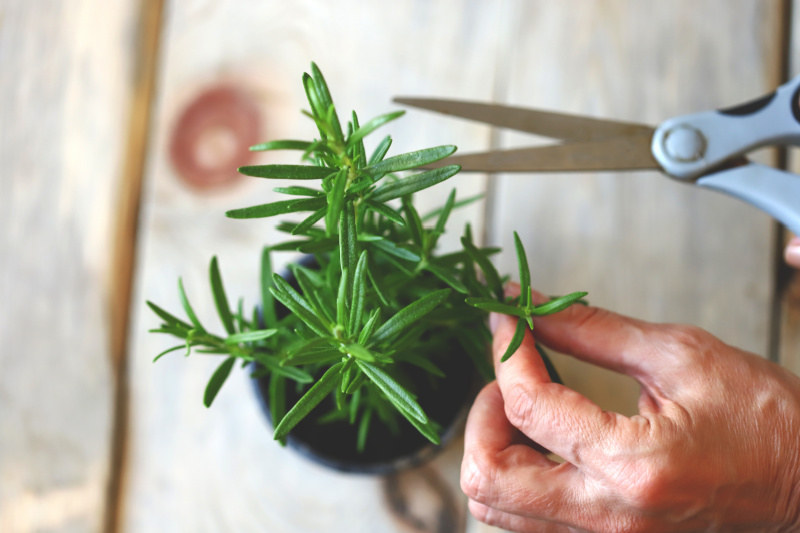  Hand with scissors clipping a stem off a rosemary plant. Taking cuttings plant propagation